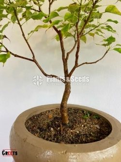 Boo Bonsai Tree(Nuga)