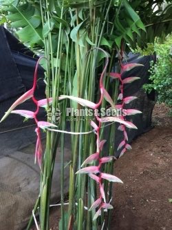 Heliconia Chartacea