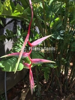 Heliconia Chartacea