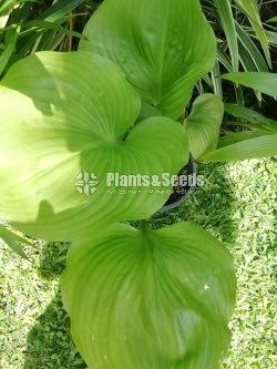 Hosta plants 