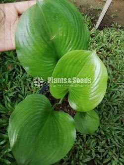 Hosta plants 