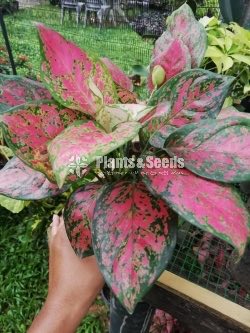 Red Aglonima Plants 