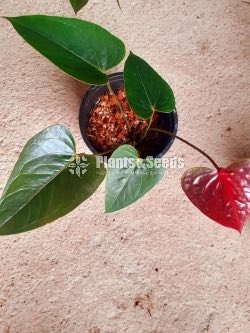 Bankok Anthurium Collection