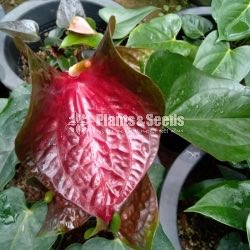 Anthurium Collection