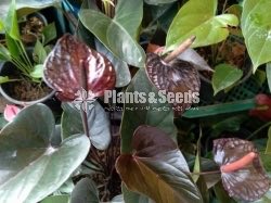 Anthurium Collection