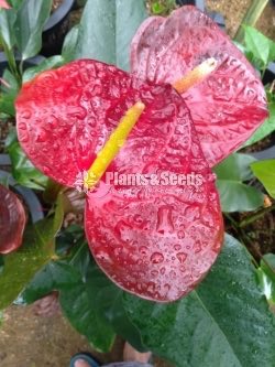 Anthurium Collection