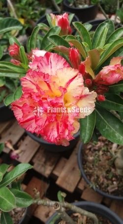 Adenium Collection