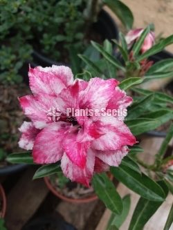 Adenium Collection