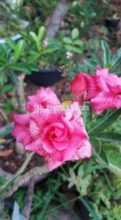 Adenium Collection