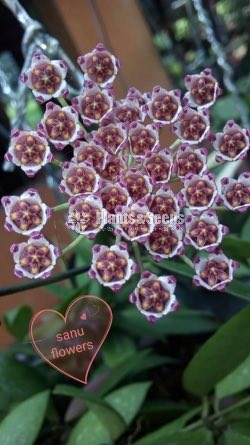 Hoya Plants