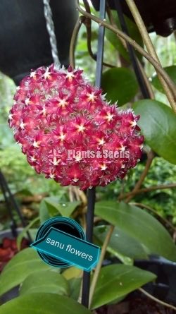 Hoya Plants