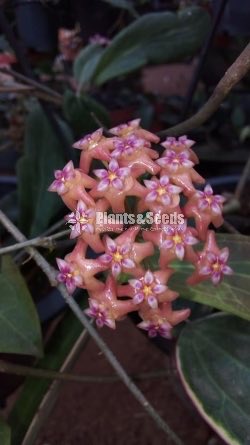 Hoya Plants