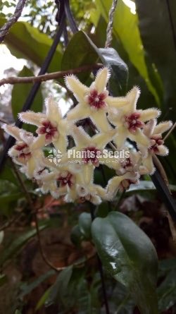 Hoya Plants