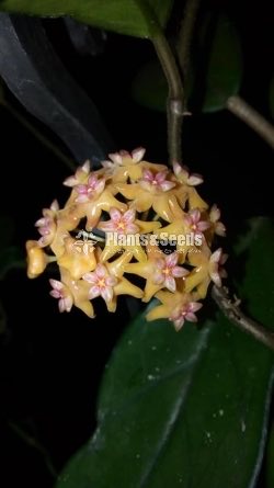 Hoya Plants