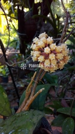 Hoya Plants