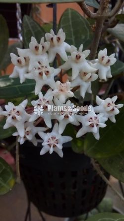 Hoya Plants