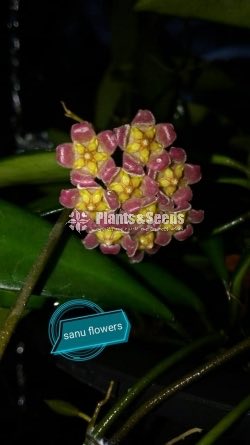 Hoya Plants