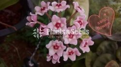 Hoya Plants