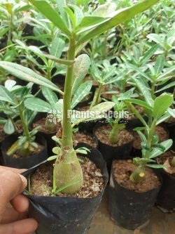 Japan Araliya plants for Bonsai (Adernium)