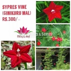  Sypres Vine(Ginikuru Mal) Seeds