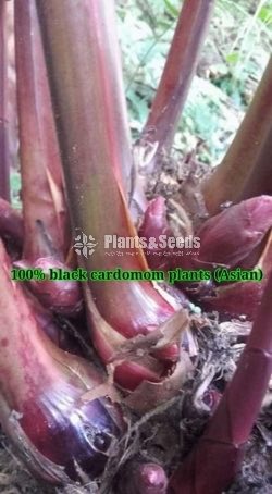 වසුක්කා හා කළු එනසාල් (Black Cardomom)