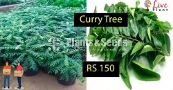 Curry Tree