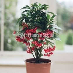 Ardisia Plant