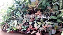 Aglaonema Outdoor Plants