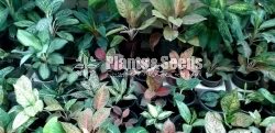 Aglaonema Outdoor Plants