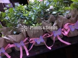 Gift Plants