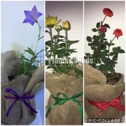 Gift Plants