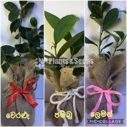 Gift Plants