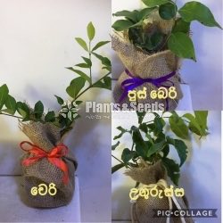 Gift Plants