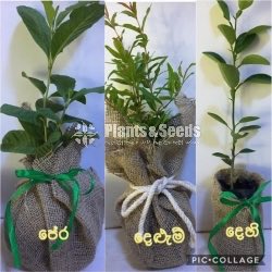 Gift Plants