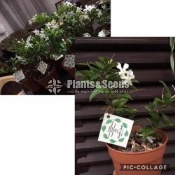 Gift Plants