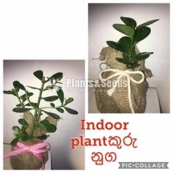 Gift Plants