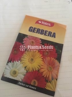 Jebras Flower Seeds