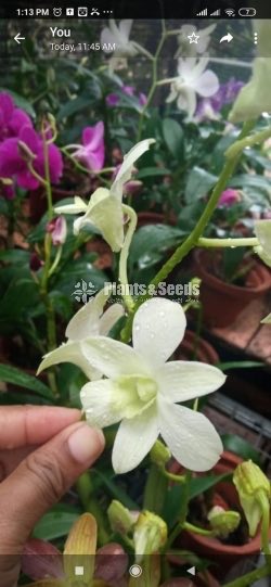 Dendrobium Orchids