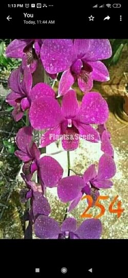 Dendrobium Orchids