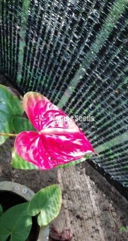 Anthurium bi colour