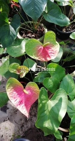 Anthurium bi colour