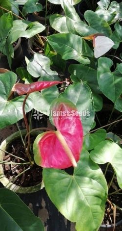 Anthurium bi colour