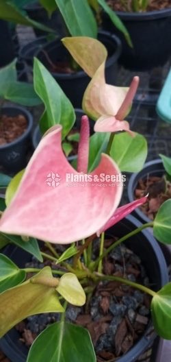 Anthurium