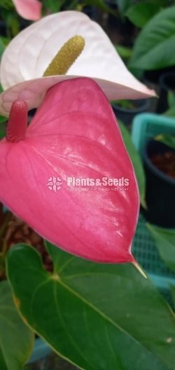 Anthurium