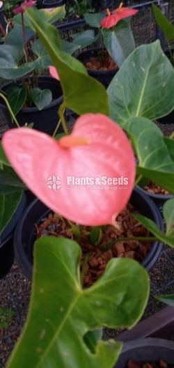 Anthurium