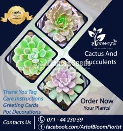 GIft Plant -Cactus and Succulents