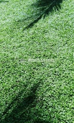  Malaysian Grass 