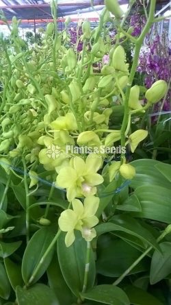 Thailand Dendrobium Orchids