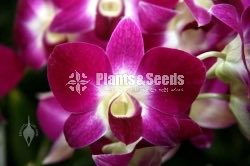 Thailand Dendrobium Orchids