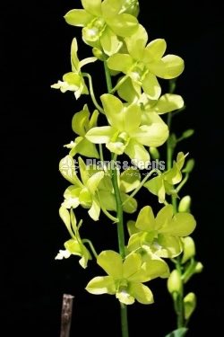 Thailand Dendrobium Orchids